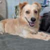 Max  liebes Zuhause gesucht