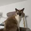 Sehr menschenbezog. junge Siamkatze- 01127 Dresden