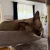Sehr menschenbezog. junge Siamkatze- 01127 Dresden