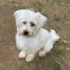 DORI-zuckersüße, freundliche Bichon-Mix-Hündin