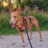 Elio, Pflegestelle in Bayern