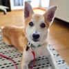 Katzenfreundlicher Shiba Inu Mix Luke wartet in 94518 Spiege