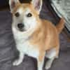 Katzenfreundlicher Shiba Inu Mix Luke wartet in 94518 Spiege