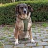 Emma - die gemütliche, anhängliche Hundedame