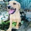 Kleines Mädchen sucht ein Zuhause