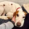 Bracken-Bub  Tilly  wartet bereits in 01640 Coswig