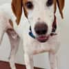 Bracken-Bub  Tilly  wartet bereits in 01640 Coswig