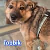 Vermittlungshilfe Tobbik; Unternesselbach