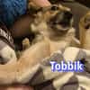 Vermittlungshilfe Tobbik; Unternesselbach