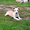 Pollux sucht ein Zuhause
