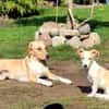 Pollux sucht ein Zuhause