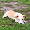 Pollux sucht ein Zuhause