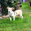 Pollux sucht ein Zuhause