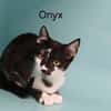 ONYX