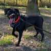 SHADOW PAA24410