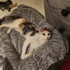 DUCHESSE