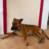 Neela, Femelle, X Berger, née le 10/07/2023