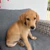 Chabin, Mâle, X Berger, né le 09/06/2026 🐶