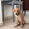 Chabin, Mâle, X Berger, né le 09/06/2026 🐶