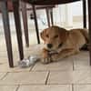 Chabin, Mâle, X Berger, né le 09/06/2026 🐶
