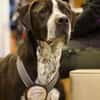 Spike ein Charakterhund sucht ein Zuhaus