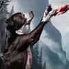 Spike ein Charakterhund sucht ein Zuhaus