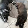 Spike ein Charakterhund sucht ein Zuhaus