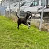 Spike ein Charakterhund sucht ein Zuhaus