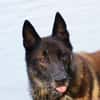 Orko Sportlicher Malinois sucht tolles Zuhause