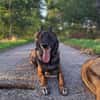 Orko Sportlicher Malinois sucht tolles Zuhause