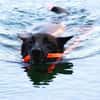 Orko Sportlicher Malinois sucht tolles Zuhause