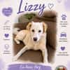 Lizzy  Chance für ihr Glück