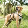 Yoyo  ein Pointer auf dem Weg in ein besseres Leben