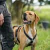 Yoyo  ein Pointer auf dem Weg in ein besseres Leben