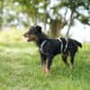 Narvic  ein Terrier, der endlich leben darf