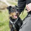 Narvic  ein Terrier, der endlich leben darf