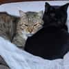 Gildo und Pink - eine Tierheimliebe