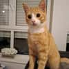 sußer Kater Leo in NRW sucht Zuhause