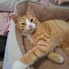 sußer Kater Leo in NRW sucht Zuhause