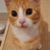 sußer Kater Leo in NRW sucht Zuhause