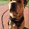 Bobby sucht ein ruhiges Zuhause