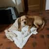Bobby sucht ein ruhiges Zuhause