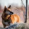 Mila - Seniorin sucht Streichler