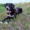 Nanda sucht ein neues Zuhause