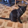Gemütlicher, lieber Kater Black