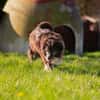 Lustiger Gefährte Raicu sucht Familie