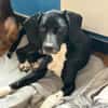 JACKY - sucht seinen Neuanfang