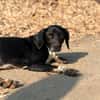 JACKY - sucht seinen Neuanfang