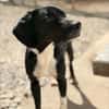 JACKY - sucht seinen Neuanfang