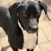 JACKY - sucht seinen Neuanfang
